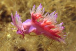 Snail foto taken during a dive in the adriatic sea near B... by Andy Kutsch 